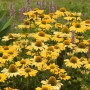 Ežiuolė (Echinacea) 'Kissmet Yellow'
